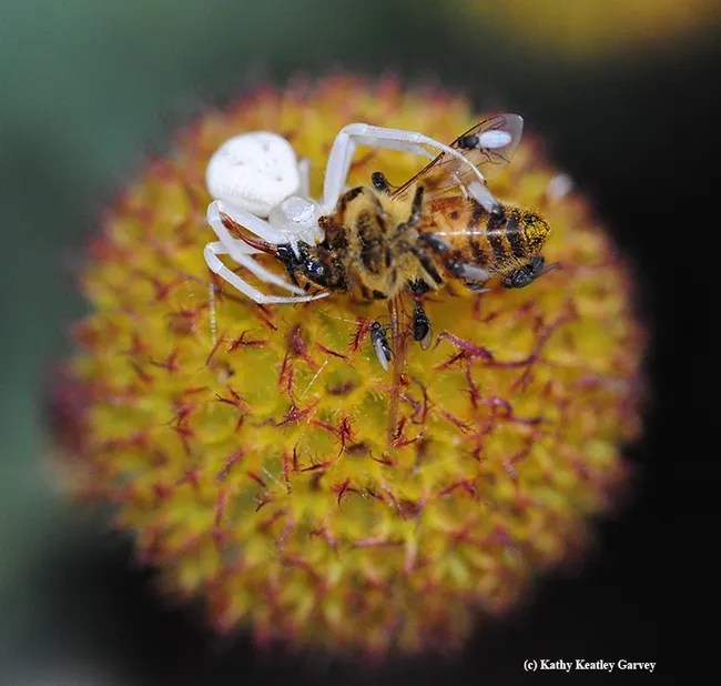 A crab spider, on a spent blanketflower (Gaillardia) eating a honey bee. It is joined by "freeloader flies," family Milichildae. (Photo by Kathy Keatley Garvey)