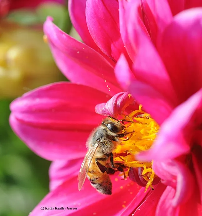Honey bee foraging on zinnia. (Photo by Kathy Keatley Garvey)