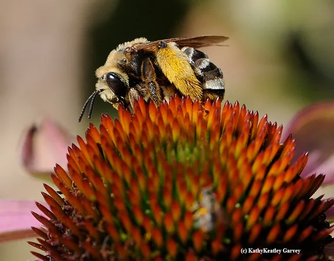 Female sweat bee, Svastra obliqua expurgate, on purple coneflower, Echinacea purpurea. (Photo by Kathy Keatley Garvey)