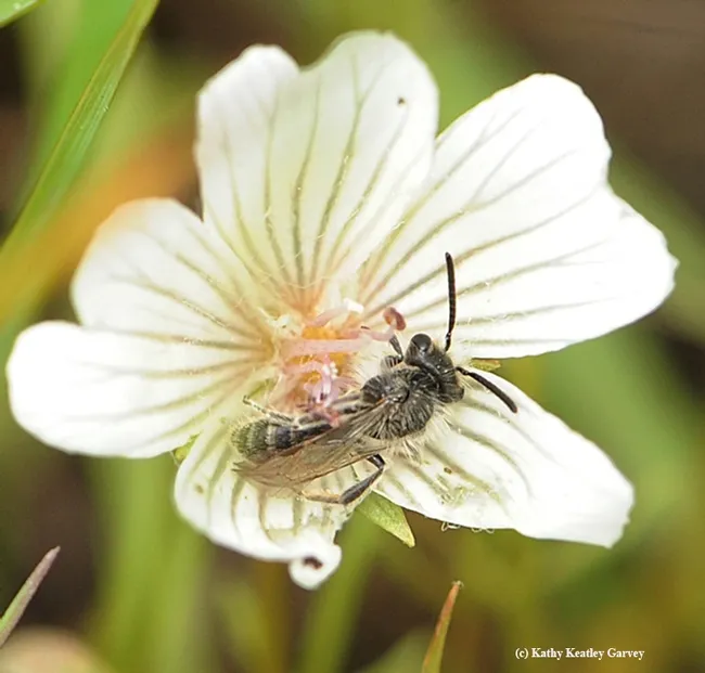 Andrena (mining) bee on meadowfoam, Limnanthes. (Photo by Kathy Keatley Garvey)