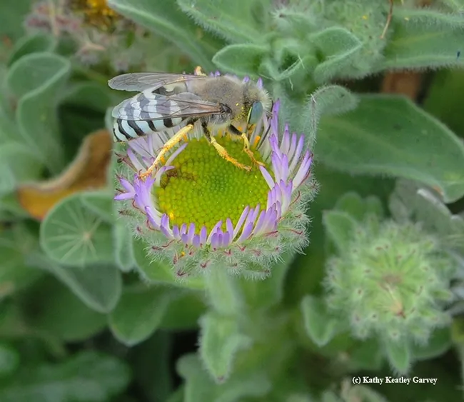 Side view of sand wasp, Sand wasp, Bembix americana, foraging on a seaside daisy on Bodega Head, Sonoma County. (Photo by Kathy Keatley Garvey)