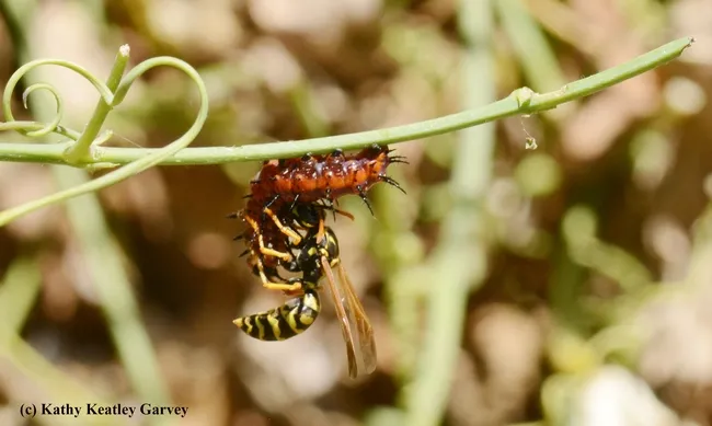 A European paper wasp, Polistes dominula, attacks a Gulf Fritillary caterpillar. (Photo by Kathy Keatley Garvey)