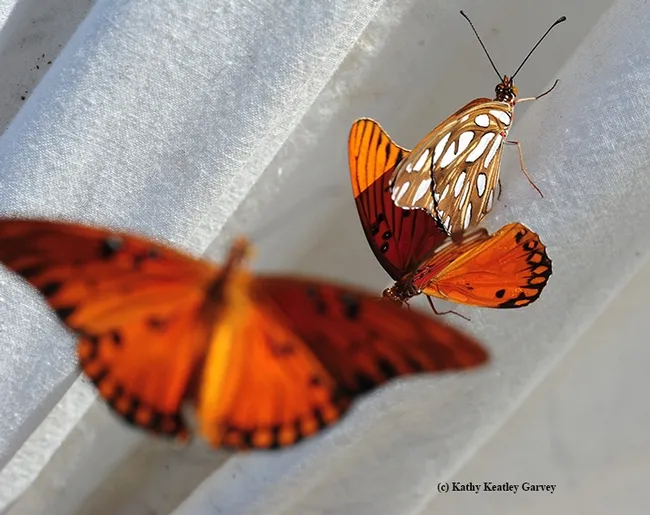 A territorial male Gulf Fritillary is just a blur as it heads over to the mating pair. (Photo by Kathy Keatley Garvey)
