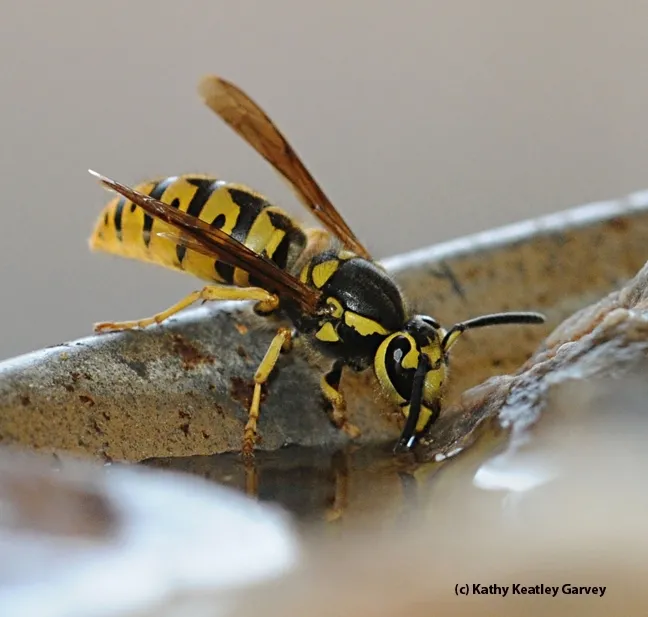 A Western yellowjacket, Vespula pensylvanica, sipping water. Note the black antennae. (Photo by Kathy Keatley Garvey)