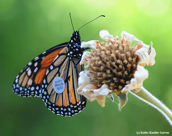 Where am I? A tagged male monarch butterfly, released from Ashland, Ore., perches on the head of a Mexican sunflower (Tithonia) in Vacaville, Calif., on Sept. 5, 2016. (Photo by Kathy Keatley Garvey)