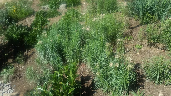 This is the vineyard in Ashland where A6093 may have originated. (Photo by Kathy Keatley Garvey)