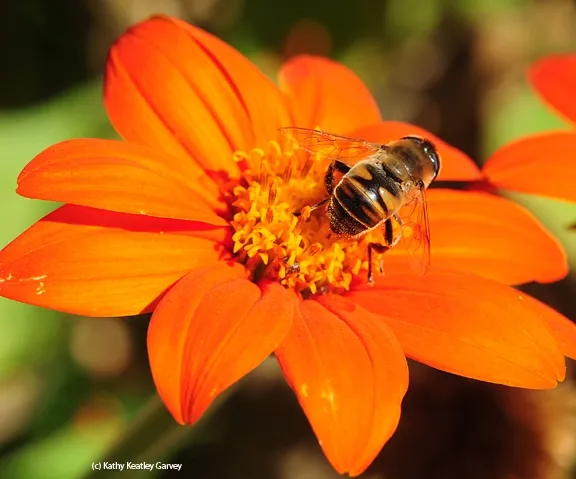 All mine! A drone fly claims it. The drone fly is often mistaken for a bee. Note the "H" on the abdomen of the fly. (Photo by Kathy Keatley Garvey)