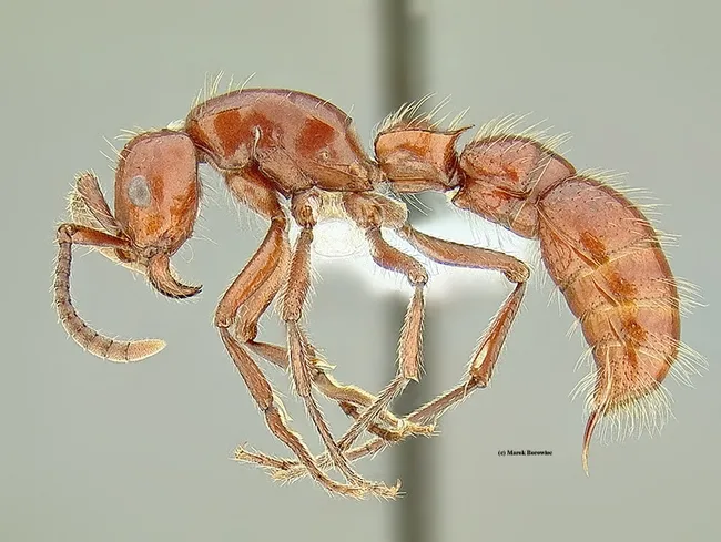 This is Lioponera princeps, one of the ants that Marek Borowiec studies. (Image by Marek Borowiec)