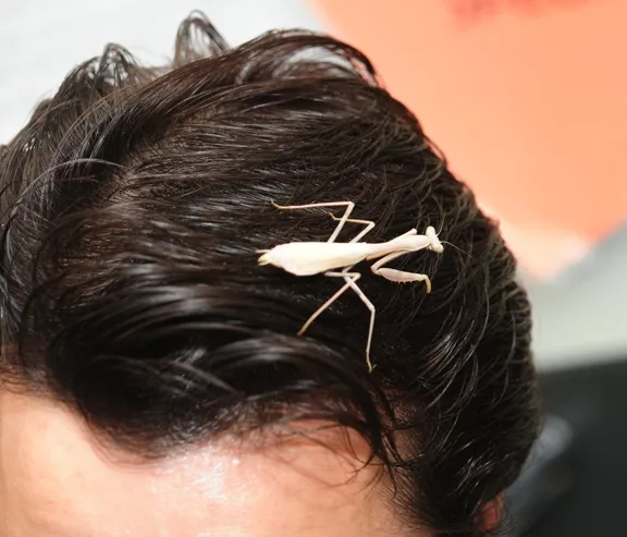 The female praying mantis exploring. (Photo by Kathy Keatley Garvey)