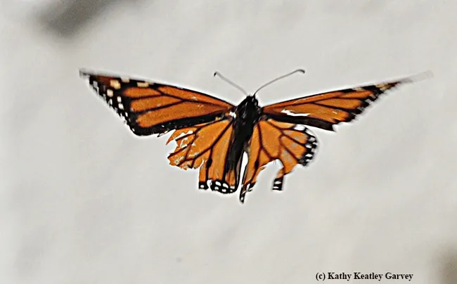 A migratory monarch, after sipping some flight fuel in Vacaville, Calif. takes off "on a wing and a prayer," heading for an overwintering site along the coast. (Photo by Kathy Keatley Garvey)