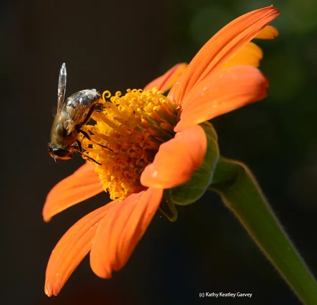Side view of a drone fly. The fly is often mistaken for a honey bee. (Photo by Kathy Keatley Garvey)