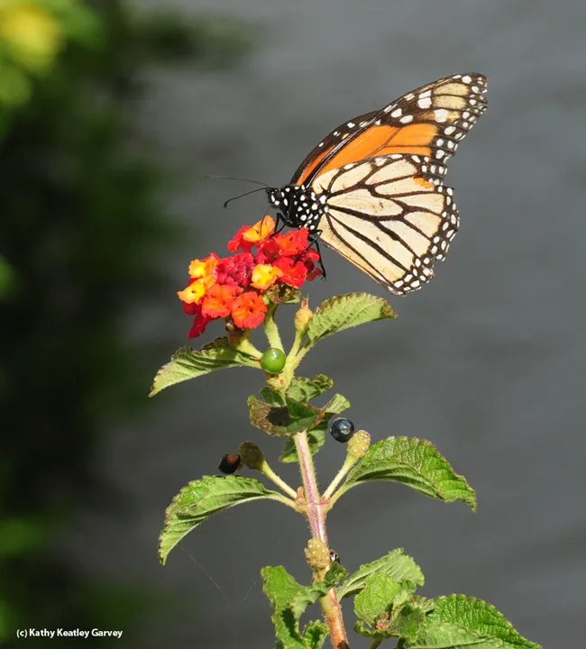 A monarch nectaring on Lantana on Oct. 23 in Vacaville, Calif. (Photo by Kathy Keatley Garvey)