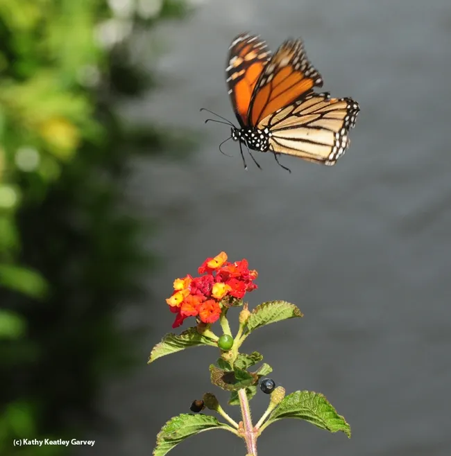 A monarch takes flight after fueling up Oct. 23 in Vacaville, Calif. (Photo by Kathy Keatley Garvey)