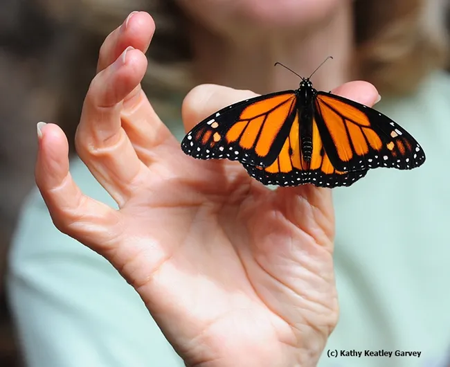 A male monarch, born and bred in Vacaville, lingers before fluttering off to the monarch sanctuary. (Photo by Kathy Keatley Garvey)