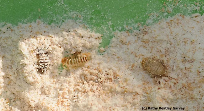 Carpet beetles in whole wheat flour, as identified by Lynn Kimsey, director of the Bohart Museum of Entomology. (Photo by Kathy Keatley Garvey)