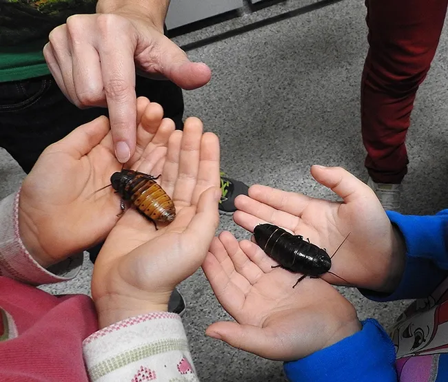 Madagascar hissing cockroaches, aka "hissers," occupy hands. (Photo by Kathy Keatley Garvey)