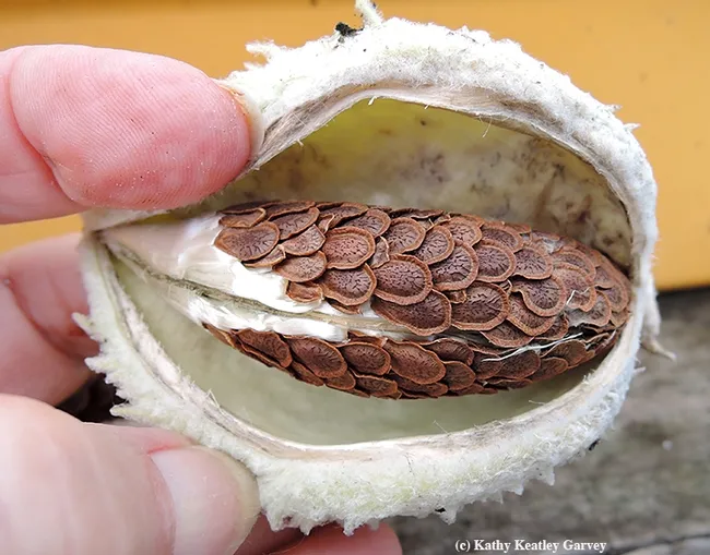 Seed pod of the showy milkweed, Asclepias speciosa. (Photo by Kathy Keatley Garvey)