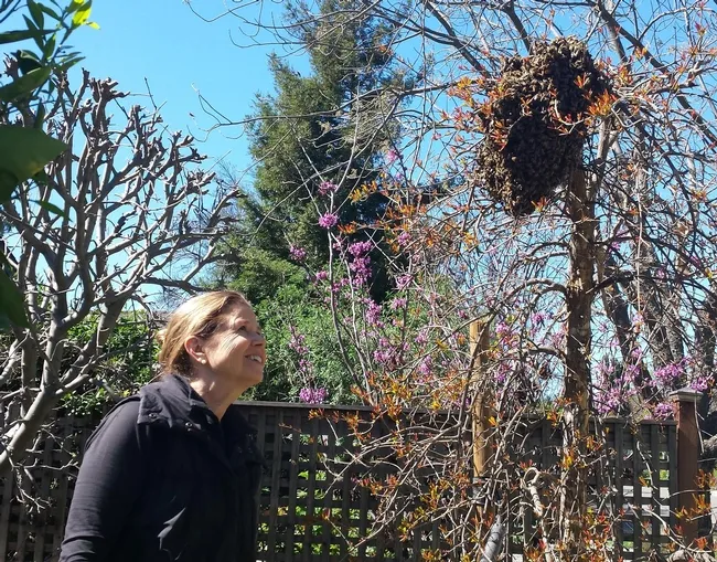 Beekeeper Ann M. Evans admires her first swarm (2013). "The first time my bees swarmed, they formed a heart in a tree in my yard," she said. "We caught them, my first swarm catch, and put them in a new hive." (Photo by Joyce Hardi)
