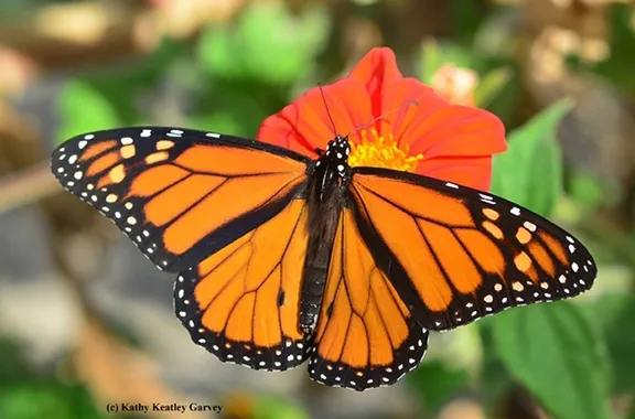 A male monarch spreads its wings on Mexican sunflower (Tithonia). (Photo by Kathy Keatley Garvey)