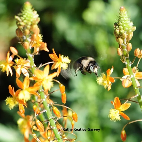 A male mountain carpenter bee, Xylocopa tabaniformis orpifex, heads for bulbine. (Photo by Kathy Keatley Garvey)