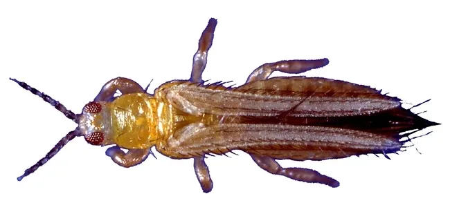 This is a western flower thrips, the topic of Professor Diane Ullman's seminar on Jan. 18. She'll discuss "Journey into the Microcosm: A Closer Look at the Western Flower thrips." (Photo by Jack Kelly Clark, UC ANR)