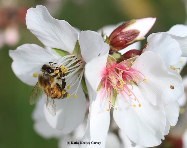 "A" is for almonds. A honey bee pollinating an almond blossom. (Photo by Kathy Keatley Garvey)