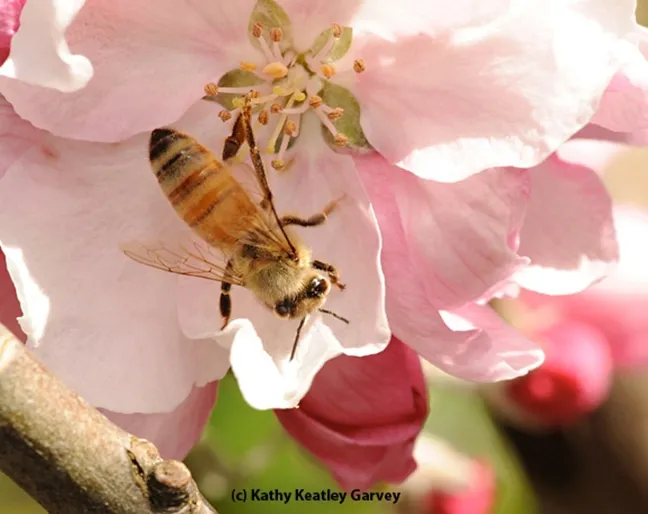 "C" is for cherries. A honey bee pollinating a cherry blossom.(Photo by Kathy Keatley Garvey)