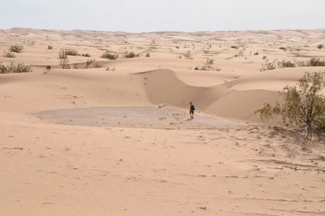 Bohart Museum researcher Danielle Wishon, graduate of UC Davis, in the clay pan of Algodones Dunes. (Photo by Lynn Kimsey)