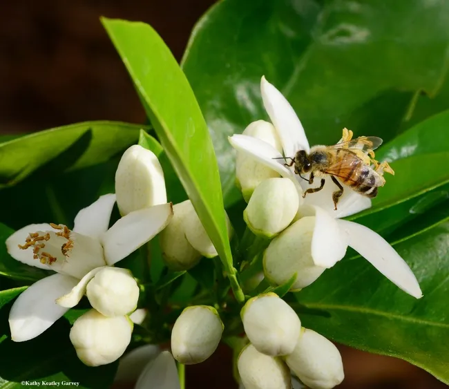 A honey bee pollinating an orange blossom. Orange blossom honey will be among the varietals featured at the "World of Honey" event, sponsored by the UC Davis Honey and Pollination Center. (Photo by Kathy Keatley Garvey)