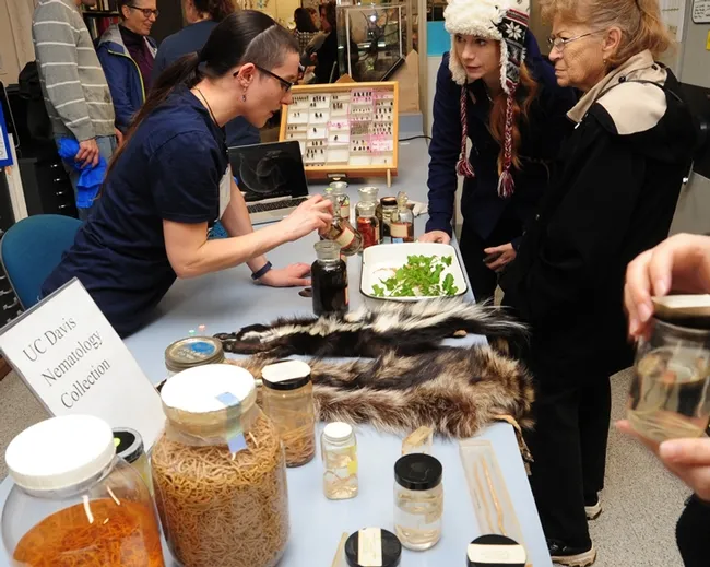Lauren Camp kept visitors fascinated at the Bohart Museum's "Parasite Palooza." (Photo by Kathy Keatley Garvey)