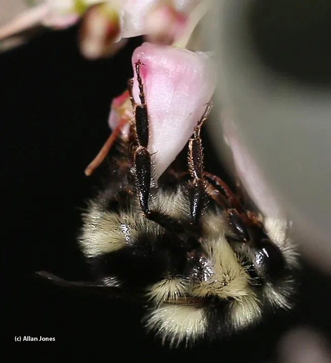 A male three-banded bumble bee, Bombus melanopygus, on manzanita on Jan. 27 in the UC Davis Arboretum. (Photo by Allan Jones)