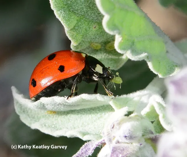 A lady beetle, aka ladybug, devouring an aphid. (Photo by Kathy Keatley Garvey)