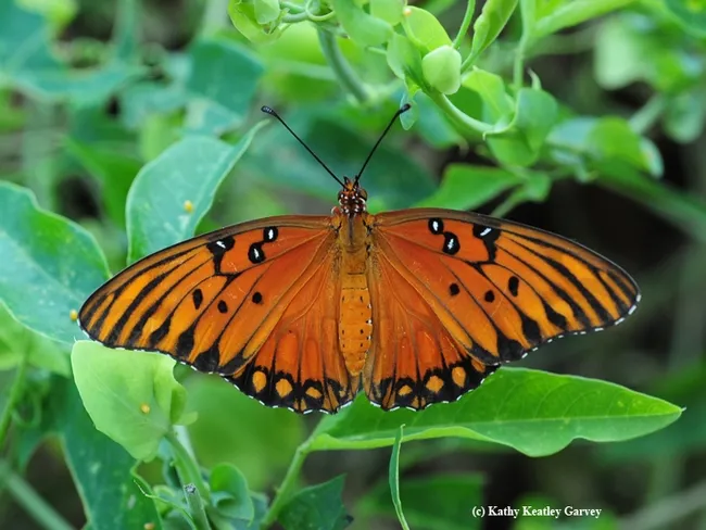 A Gulf Fritillary, Agraulis vanillae, stops to rest. (Photo by Kathy Keatley Garvey)