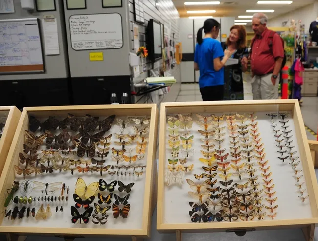 Butterfly specimens will be showcased at the Bohart Museum of Entomology. (Photo by Kathy Keatley Garvey)