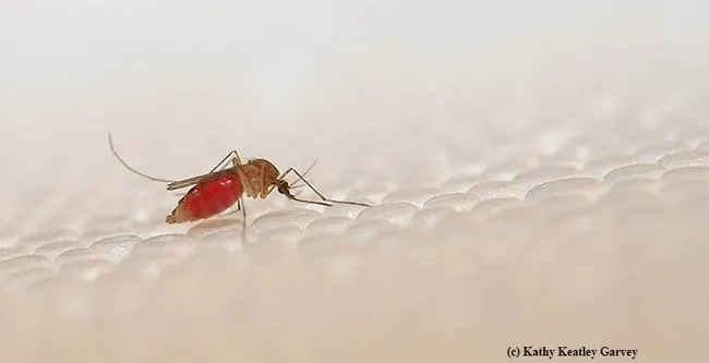 The southern house mosquito, Culex quinquefasciatus, can also transmit the Zika virus, but the primary mosquito is the yellow fever mosquito, Aedes aegypti. (Photo by Kathy Keatley Garvey)