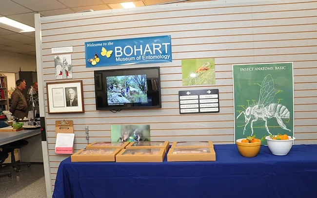 This was the scene at the start of the KUIC/Bohart coffee break--a mixture of bugs on the wall and sweets on the table. At far left is Extension apiculturist emeritus Eric Mussen. (Photo by Kathy Keatley Garvey)