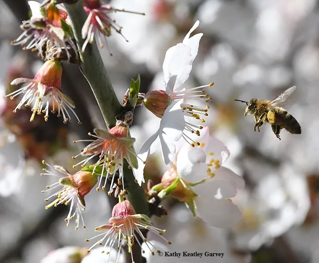 During a sun break on Feb. 12, 2017, a pollen-laden honey bee heads for more almond blossoms in Benicia. (Photo by Kathy Keatley Garvey)