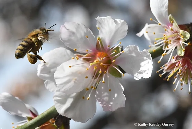 Adjusting her load of pollen, a honey bee buzzes toward another almond blossom on Feb. 12 in Benicia. (Photo by Kathy Keatley Garvey)