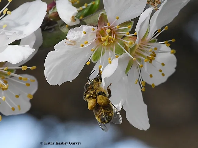 A honey bee with "saddlebags" of pollen foraging in an almond tree on Feb. 12 in Benicia. (Photo by Kathy Keatley Garvey)