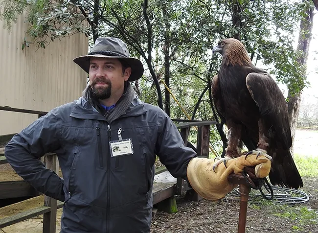 Volunteer Billy Thein shows a golden eagle named "Sullivan" at the California Raptor Center. (Photo by Kathy Keatley Garvey)