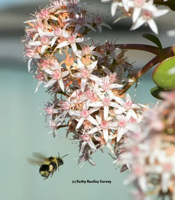 A black-tailed bumble bee heading for jade blossoms in the Benicia (Calif.) Capitol State Historic Park, Solano County, on Christmas Day, 2013. (Photo by Kathy Keatley Garvey)