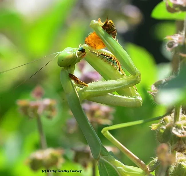 A praying mantis dining on a honey bee. (Photo by Kathy Keatley Garvey)