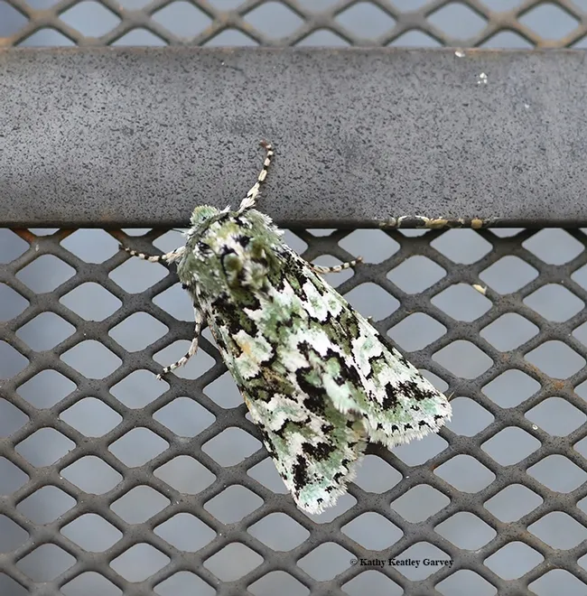 Well, hello, there! A late-winter noctuid, Feralia februalis, on a screen door below a porch light. (Photo by Kathy Keatley Garvey)