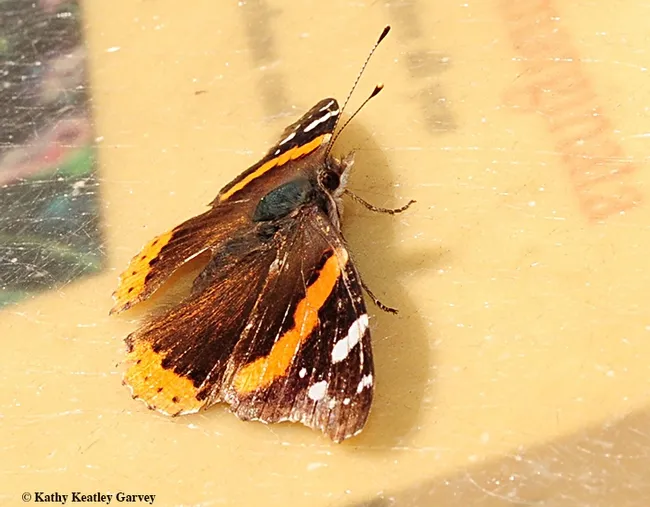 Side view of the Red Admiral. Shortly after this photo was taken, it fluttered away. (Photo by Kathy Keatley Garvey)