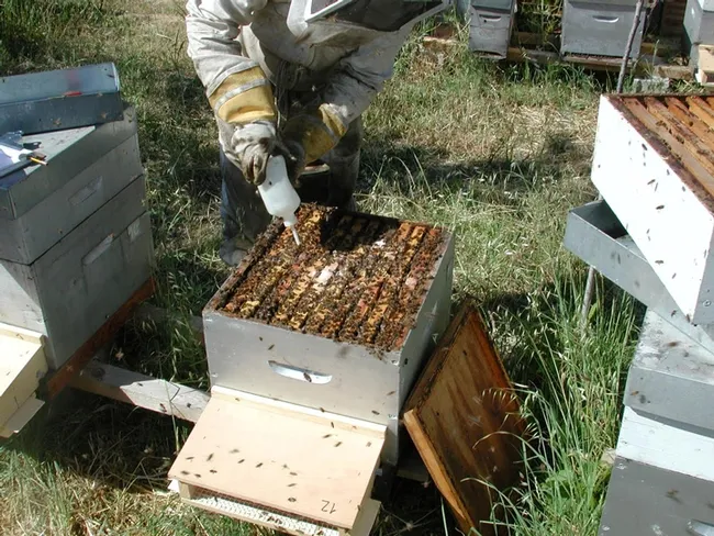 William Meikle's research in France included treating colonies with a biocontrol agent to target varroa mites.