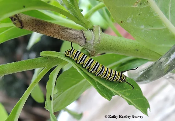 A monarch caterpillar munching on milkweed. (Photo by Kathy Keatley Garvey)