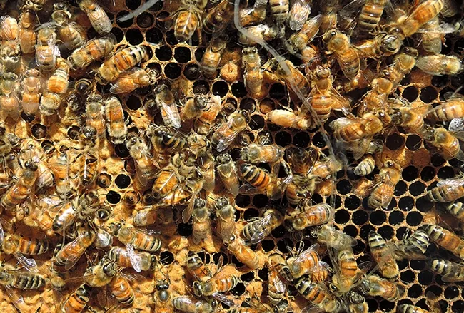 Honey bees proved a big attraction at the California State Beekeepers' Association booth at Cal Ag Day. (Photo by Kathy Keatley Garvey)
