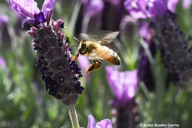 Honey bee cleaning her tongue, just before heading for more nectar from the Spanish lavender. (Photo by Kathy Keatley Garvey)