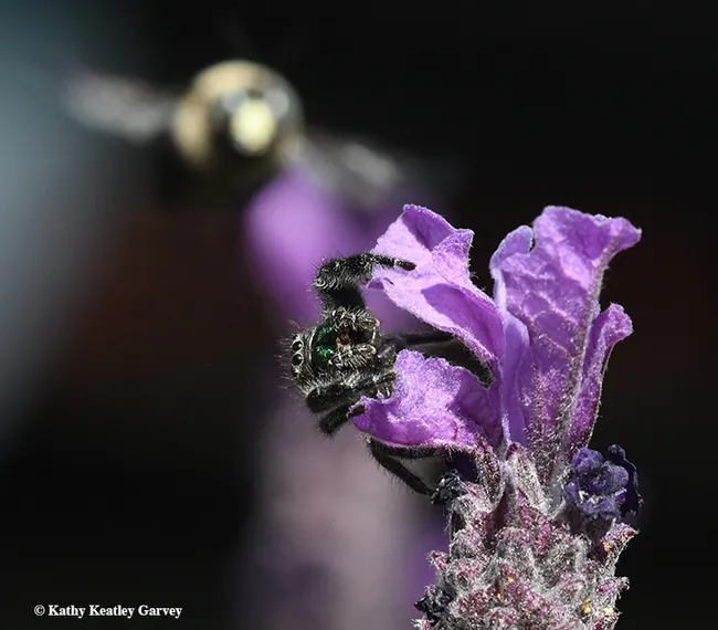 Oops, wrong direction! The jumping spider,Phidippus audax, is looking elsewhere as a bee arrives on the scene. (Photo by Kathy Keatley Garvey)