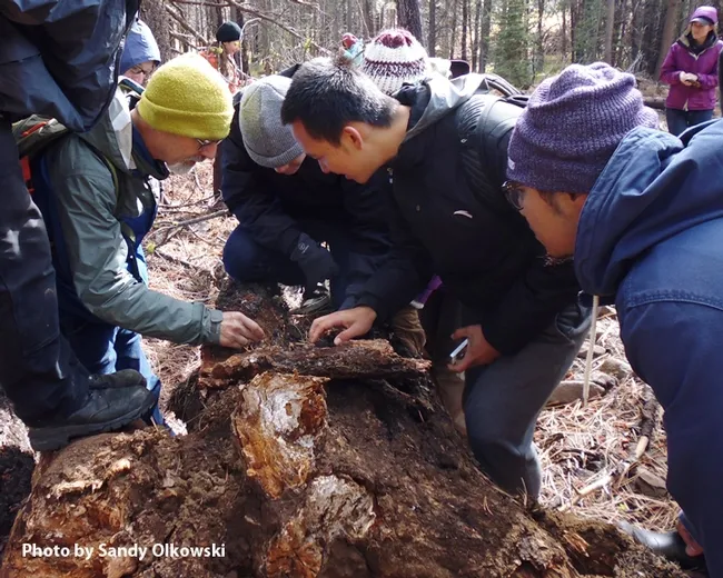 UC Berkeley's Sagehen Field Station, near Truckee, is a favorite of scientists. The UC Davis Department of Entomology and Nematology hosted a faculty/graduate student retreat there Friday, Oct. 14 through Sunday, Oct. 16. Here Professor Phil Ward (far left) searches for ants. (Photo by Sandy Olkowski)